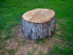 Best Hazardous Tree Removal  in Perry, GA