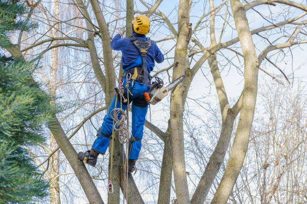 Trusted Perry, GA Tree Care Experts