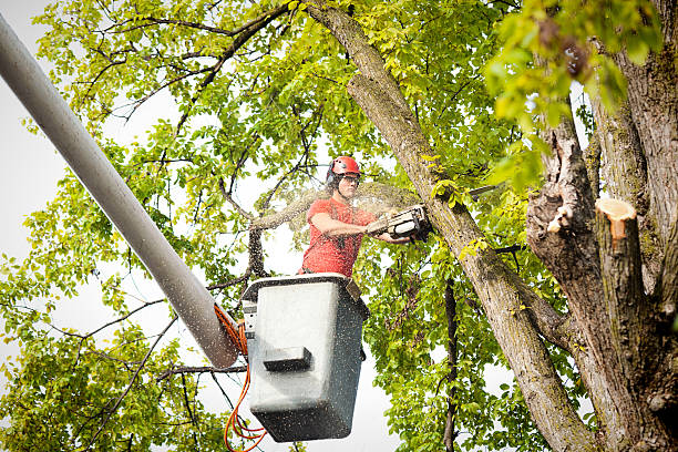 How Our Tree Care Process Works  in  Perry, GA