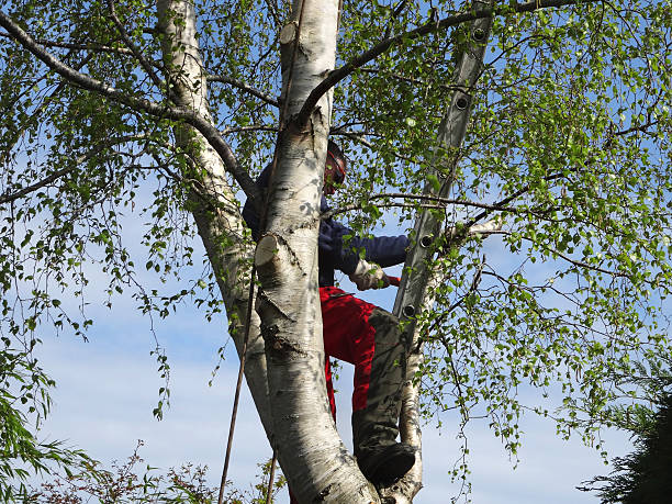 Best Arborist Consultation Services  in Perry, GA